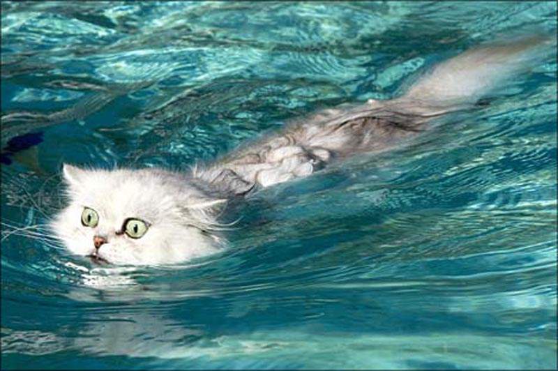 Почему кошки боятся воды? | ваши питомцы