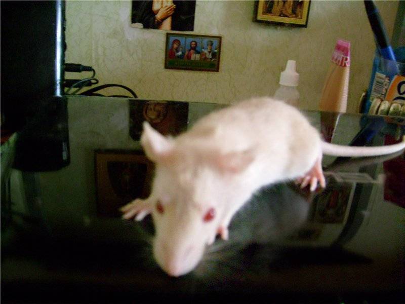 ᐉ как определить возраст крысы, как быстро и до какого возраста растут декоративные грызуны - zoopalitra-spb.ru
