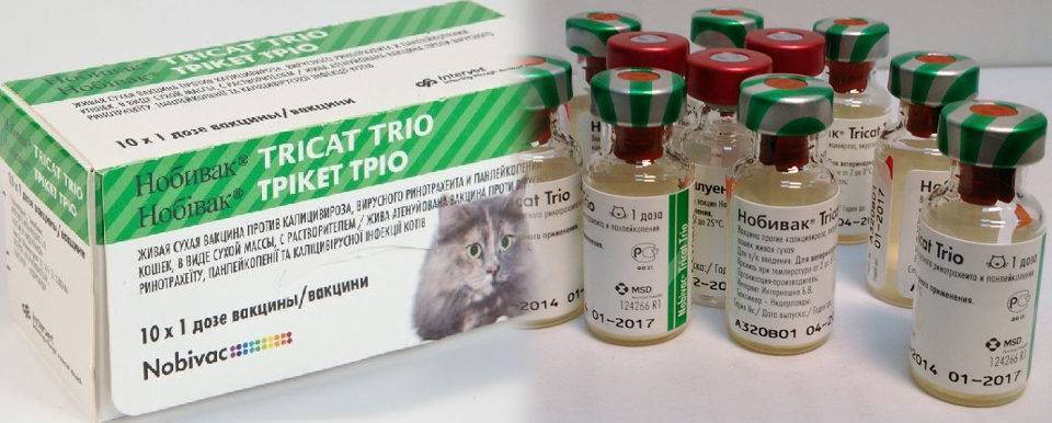Вакцина для кошек нобивак: инструкция по применению
