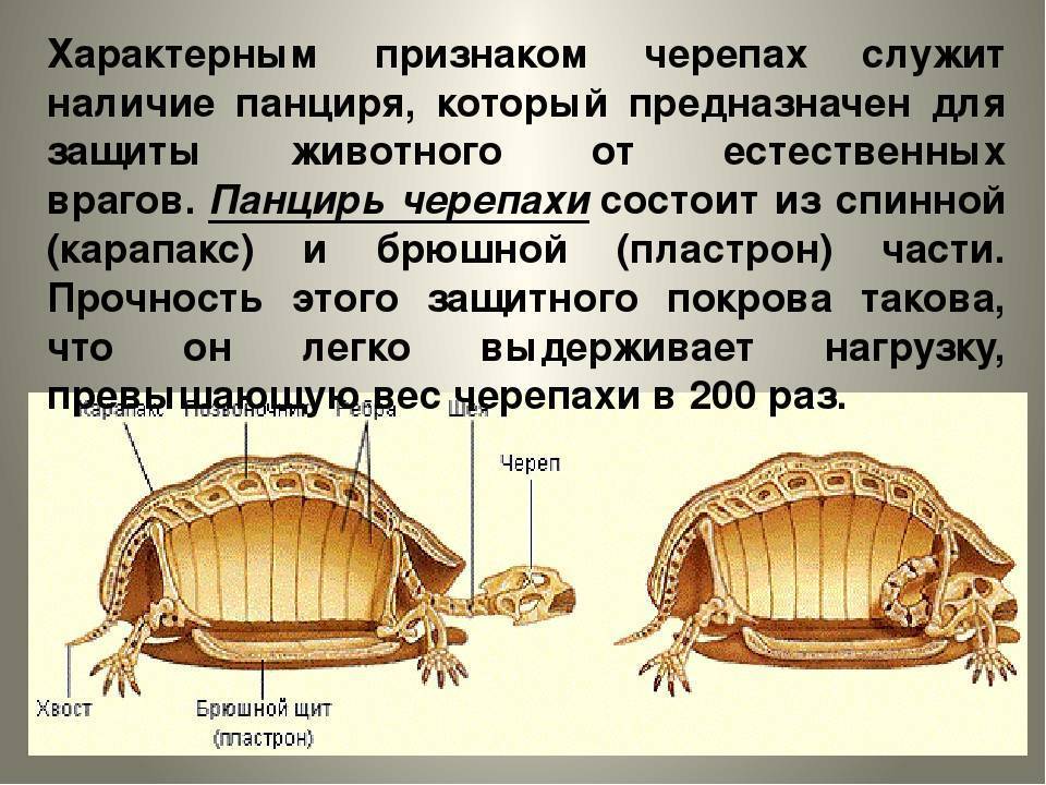 ᐉ из чего состоит панцирь черепахи - zoomanji.ru