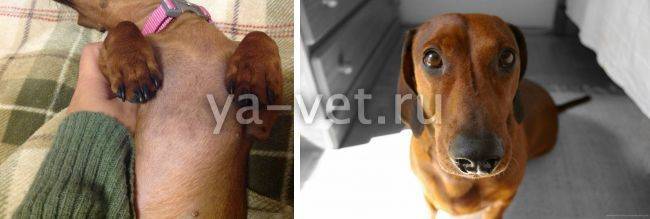 Черный акантоз у собак: лечение пигментных пятен, народные средства и лекарственные препараты, симптомы с фото, передается ли человеку