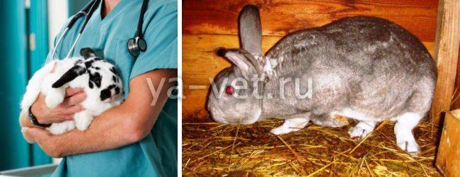 Болезни кроликов — основные виды, симптомы и лечение