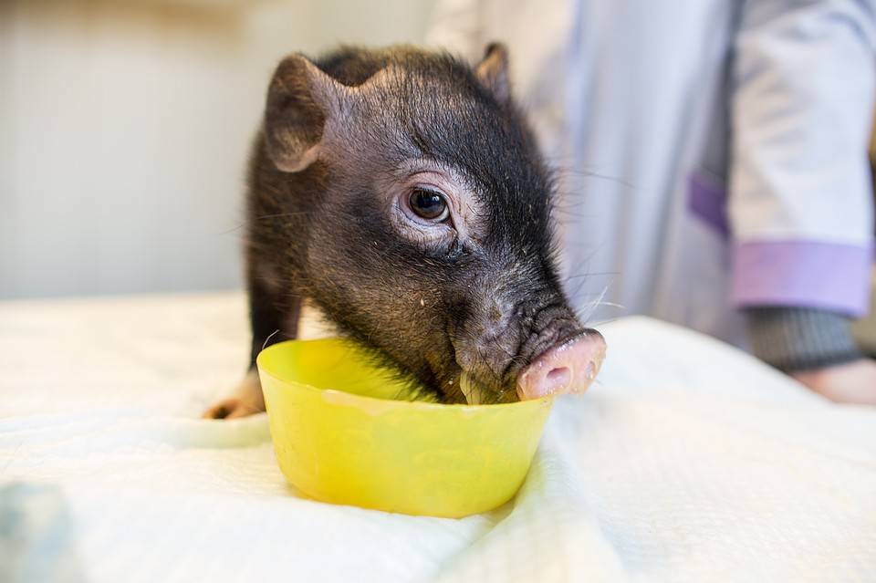 Распространенные болезни свиней (мини пигов) - лечение, основные причины и симптомы