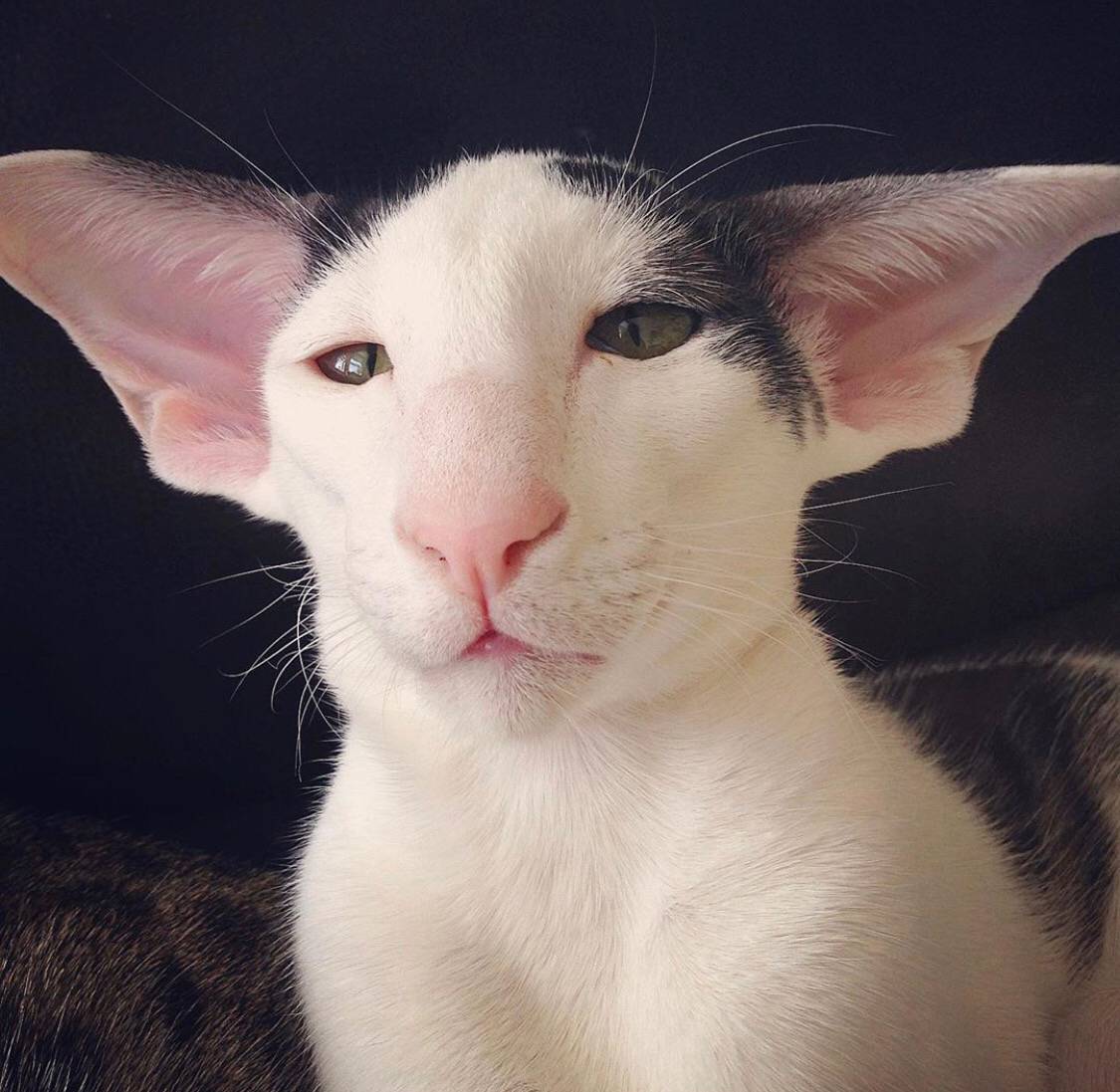 Кошки и коты с большими ушами: описание 15 пород, их фото и особенности