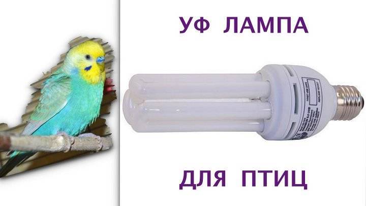 Инфракрасная лампа для попугая - зоо мир