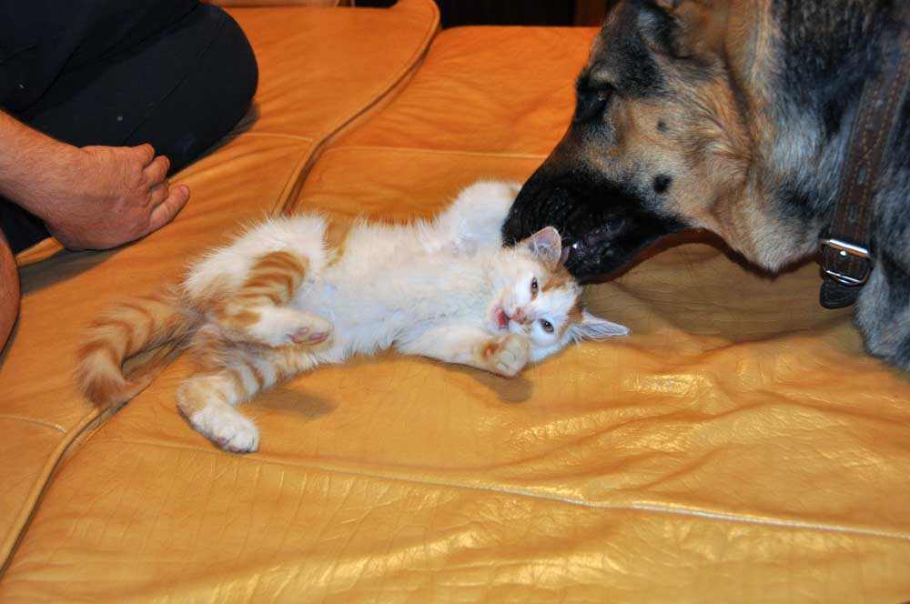 Можно ли заводить. Кот и собака дружат. Кошка и собака в квартире. Подружить собаку с котенком. Взрослая кошка и щенок.