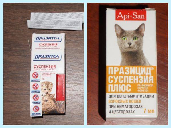 Лучшие препараты от глистов у кошек и котов