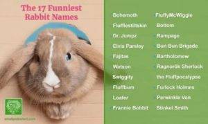 Имена для кроликов девочек и мальчиков, видео и фото