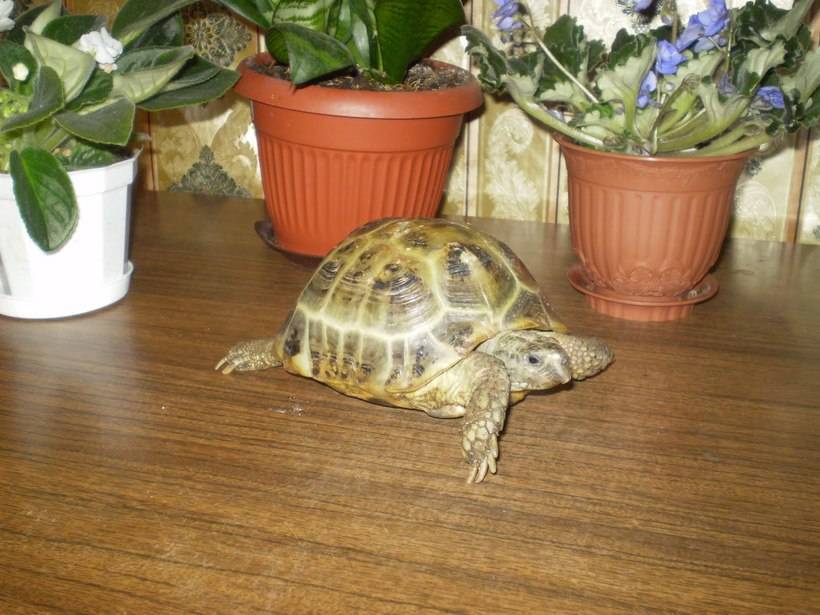 Уход за черепахой в домашних. Среднеазиатская черепаха. Сухопутная черепаха Среднеазиатская малыши. Черепахи домашние. Черепахи домашние Сухопутные.