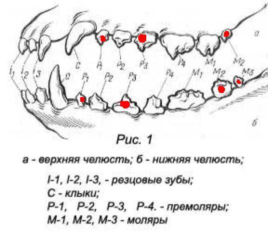Возраст щенка по зубам в картинках