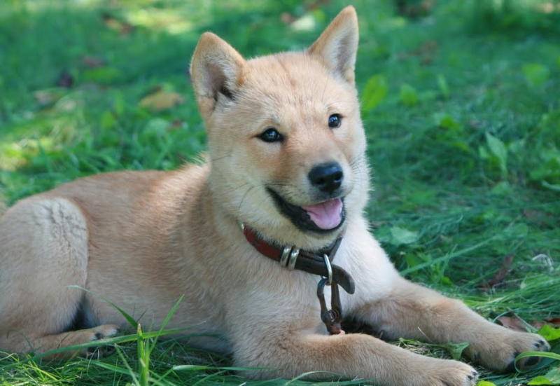 Собаки породы хоккайдо-кен, характерные особенности, история происхождения и стандарты породы