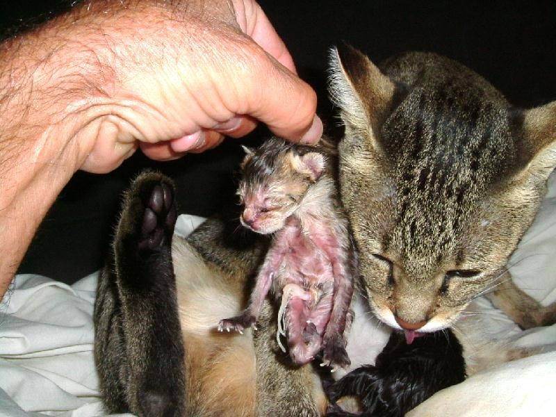 Как понять, что кошка родила всех котят: признаки конца родов?