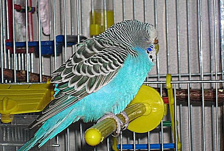 Заболевания желубочно кишечного тракта у волнистых попугаев