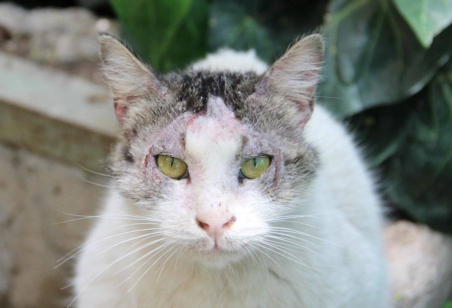 Саркоптоз у кошек: как вылечить патологию