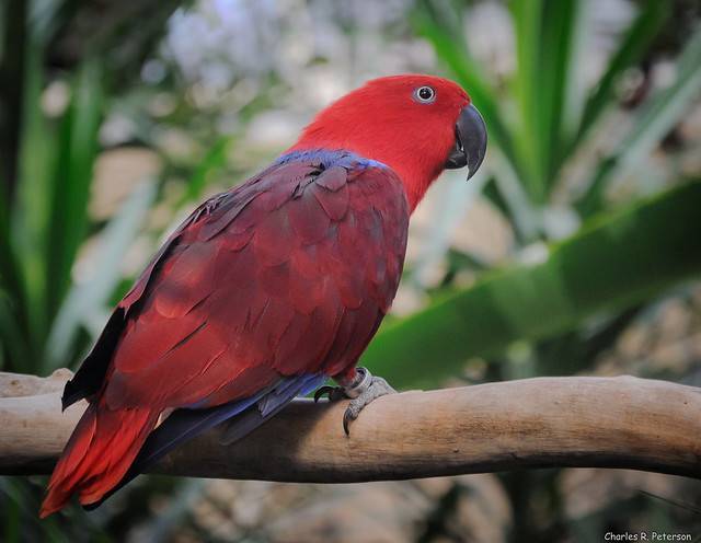 Благородный попугай (эклектус) — описание, характер, цена, уход и содержание, фото