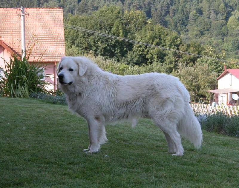 Словацкий чувач: описание породы, содержание, для каких целей заводят эту собаку, фото