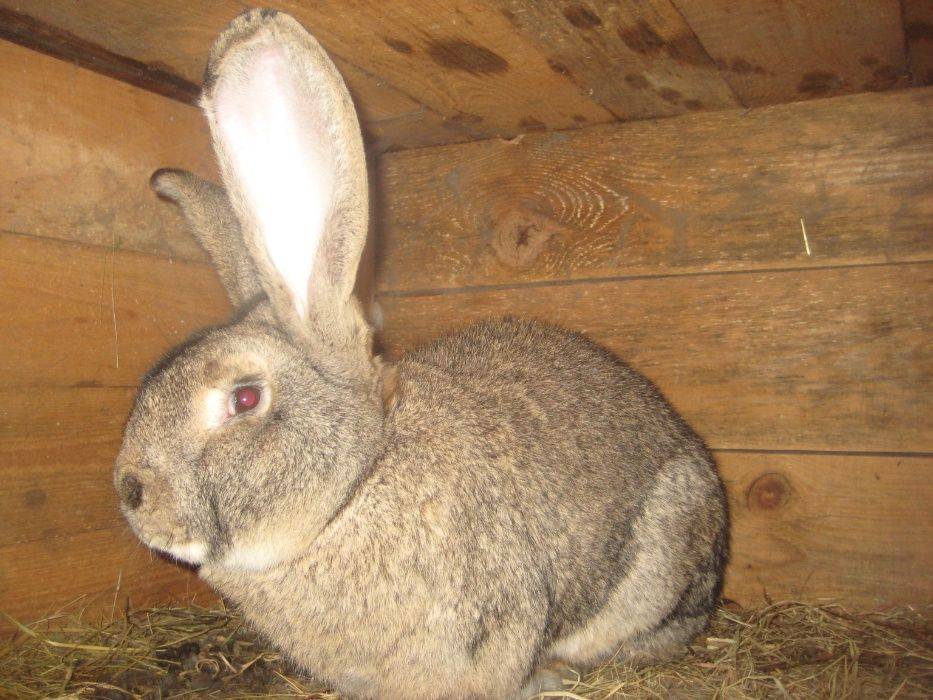 Кролик обер описание породы