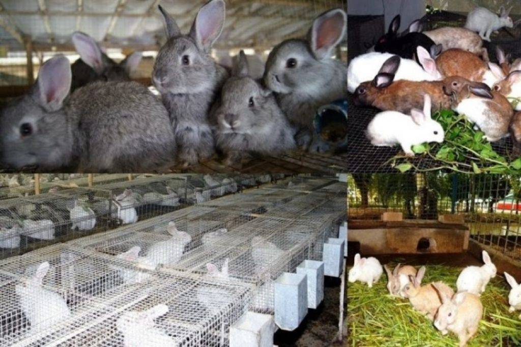 Выгодно ли разводить кроликов? бизнес-план по разведению кроликов. породы кроликов для разведения на мясо :: businessman.ru