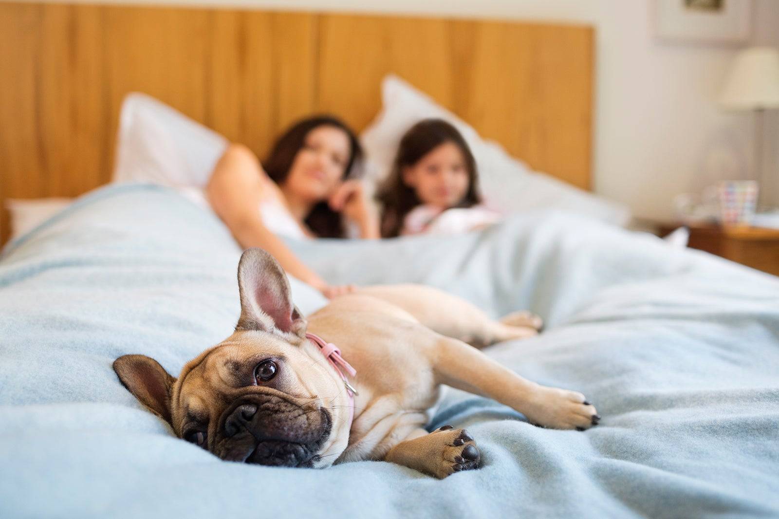 Можно ли спать собакой на кровати хозяину