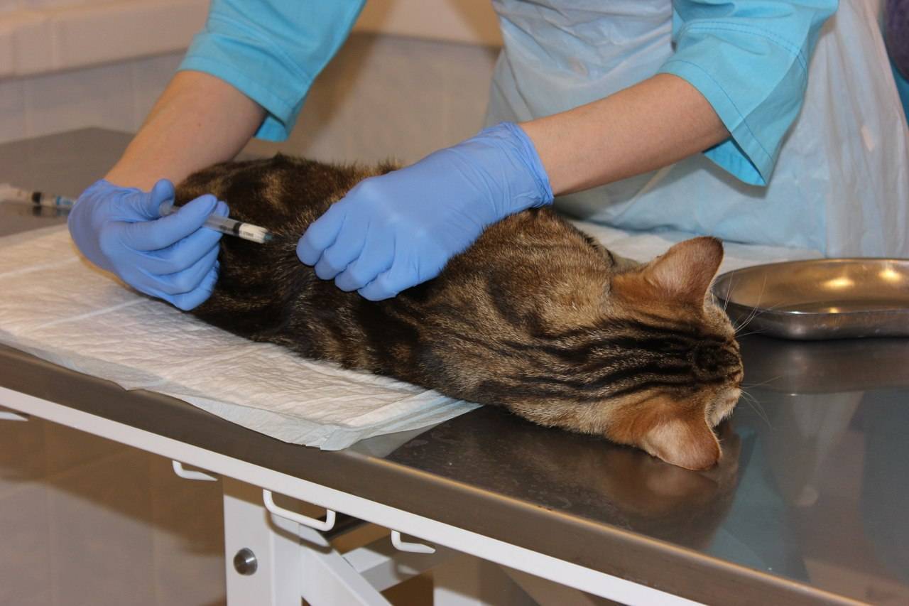 Гнойное воспаление матки у кошки (пиометра)
