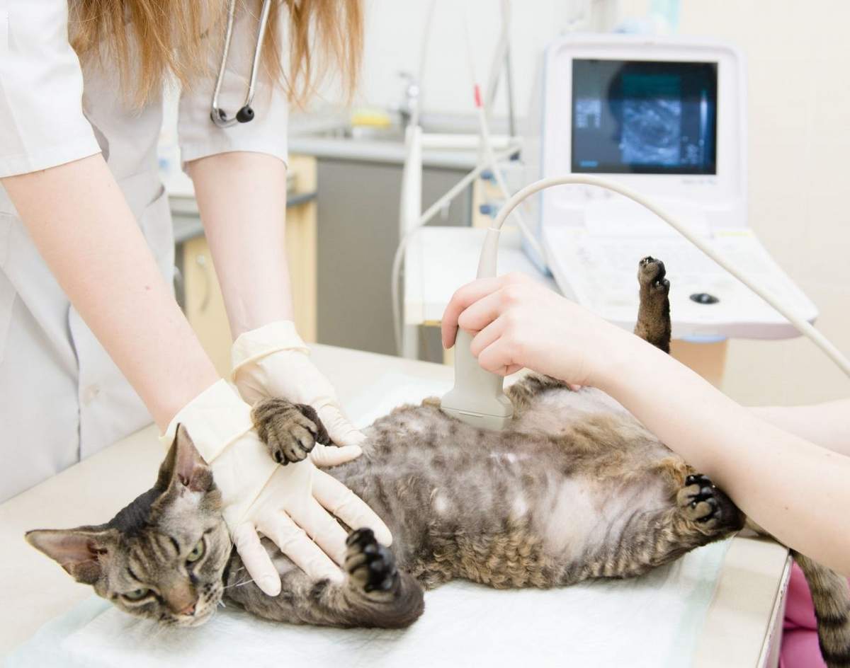 Как называется наука, изучающая кошек? специалист по домашним кошкам: как называется и чем занимается как называются люди изучающие кошек.