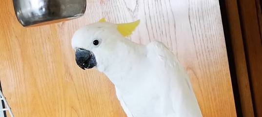 Как научить попугая меньше шуметь - wikihow