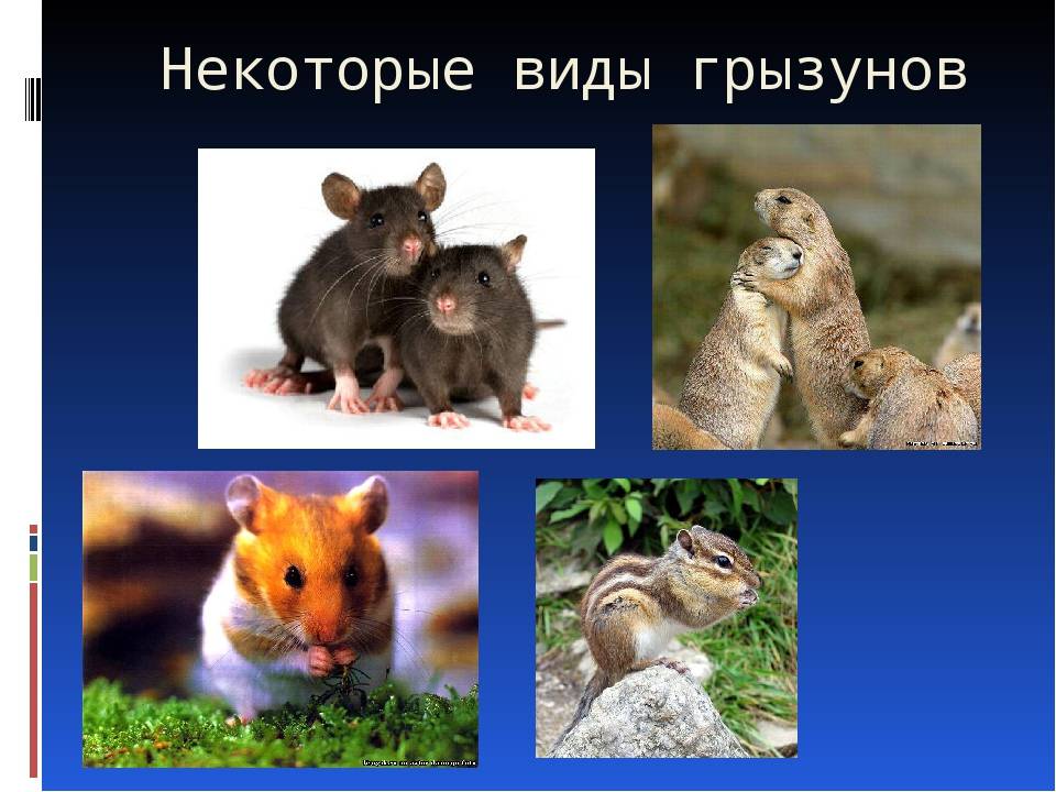 Виды мышей с фото и названиями: домовая, иглистая, черная, белая, серогорбая, земляная, ушастая и другие