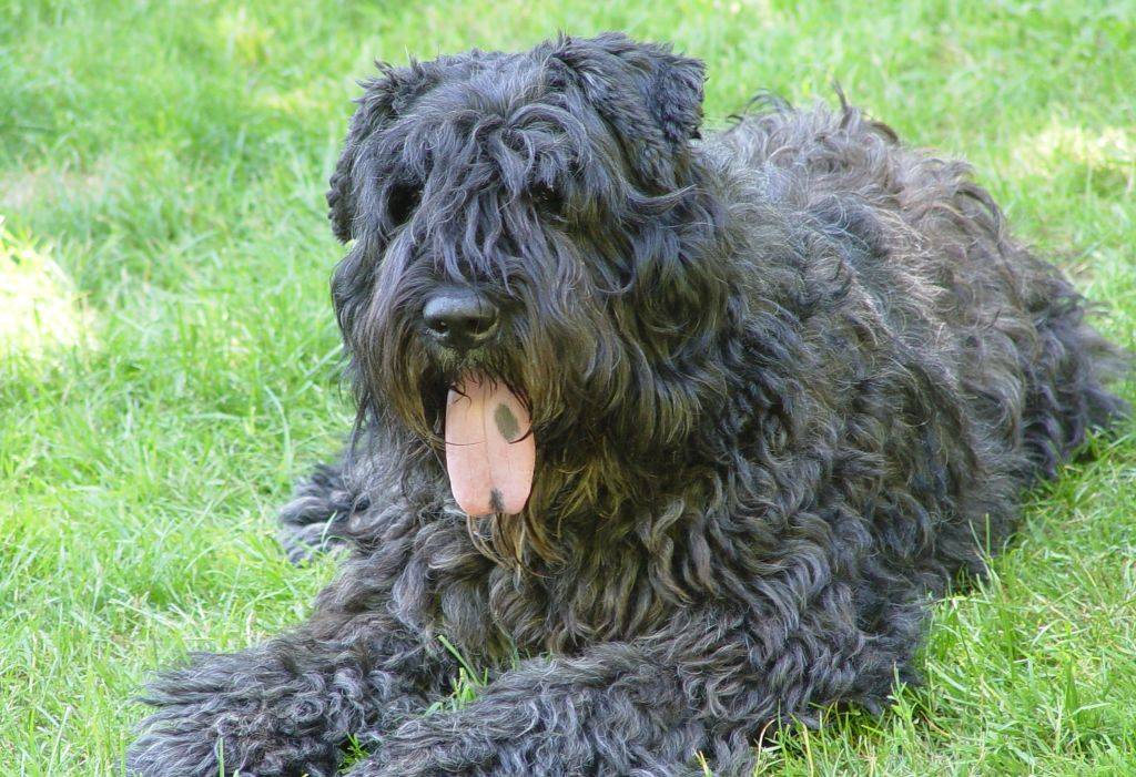 Фландрский бувье(коровья собака): описание породы собак с фото и видео