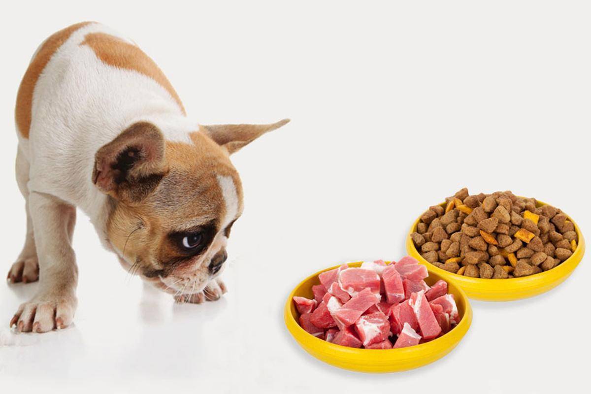 Как заставить собаку есть сухой корм: основные причины отказа от сухого корма, переводим собаку на другой корм правильно