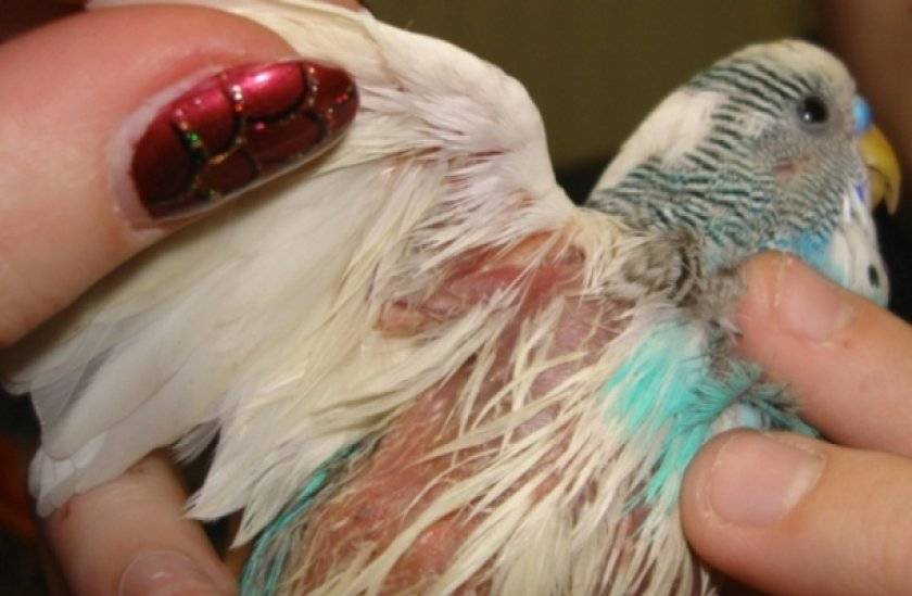 Линька у волнистых попугаев (19 фото): что делать, когда они начинают линять? симптомы французской линьки. сколько времени длится первая линька?