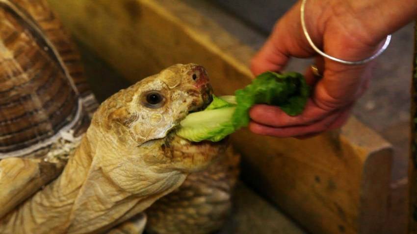 Чем и сколько кормить черепах в домашних условиях