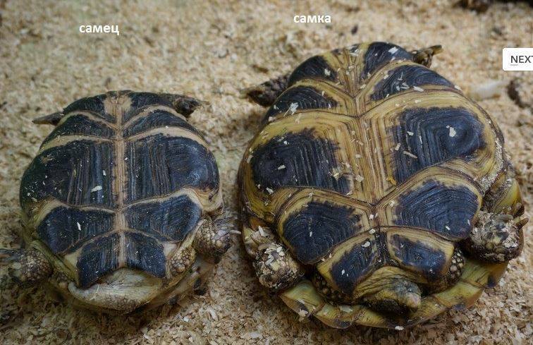 Среднеазиатская черепаха: содержание и уход в домашних условиях,фото,видео.