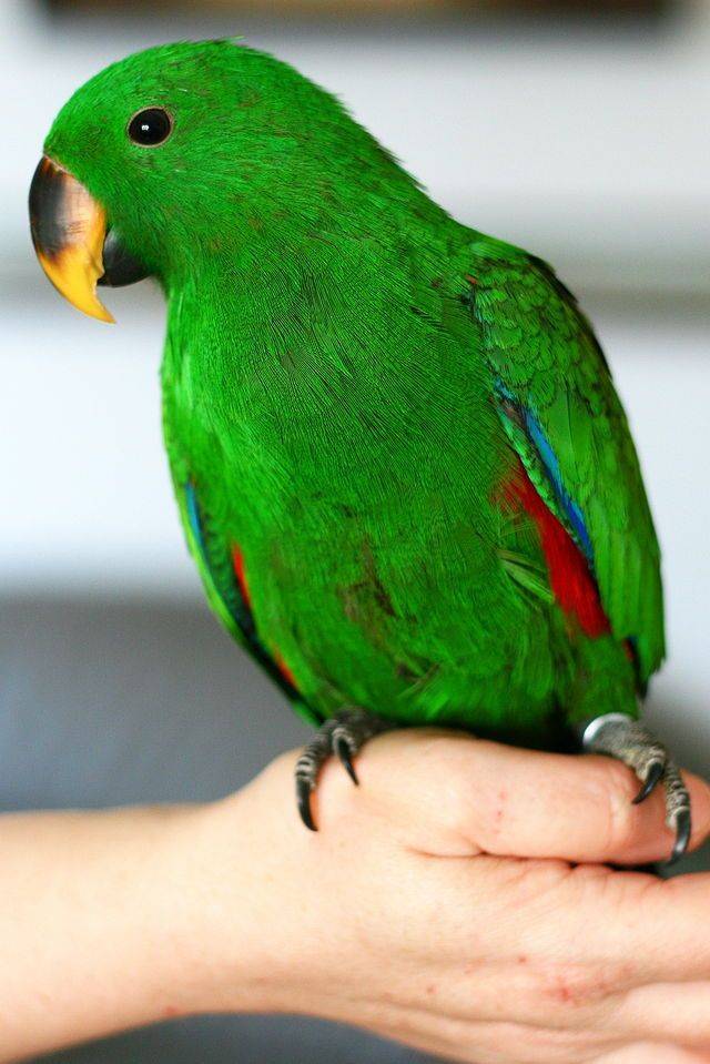 Породы попугаев. породы домашних попугаев - фото :: syl.ru