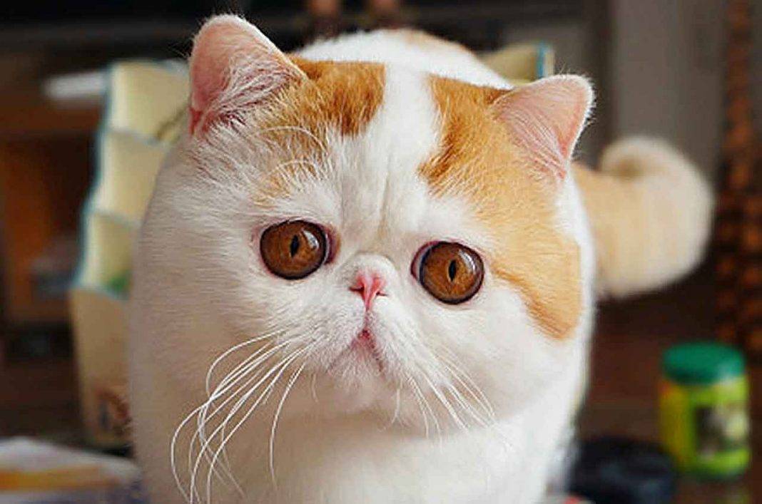 Кошки с приплюснутой мордой: как называется порода, с коротким носом