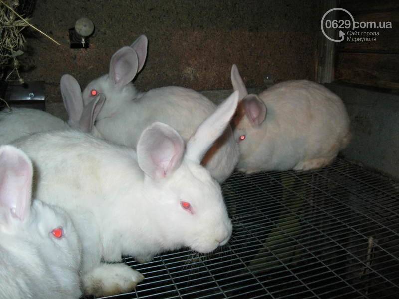 Особенности разведения кроликов породы строкач