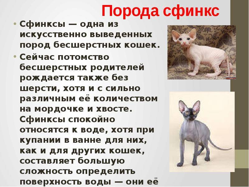 Ликой кошка оборотень: новая популярная порода, фото, сколько стоит кот волк, дьявол, демо