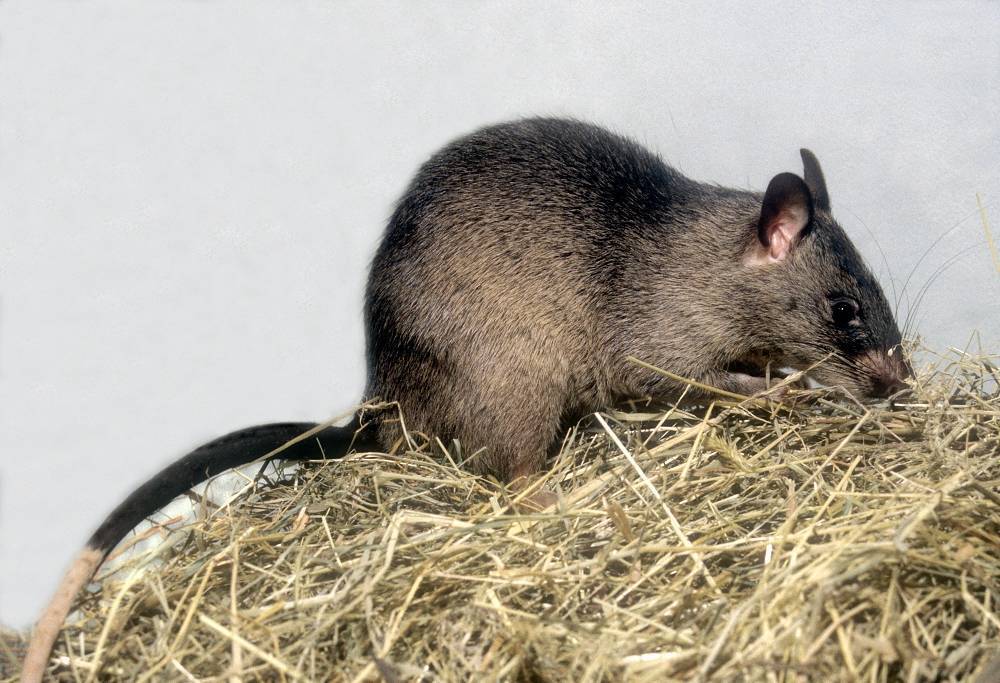 Гамбийская хомяковая крыса, или сумчатая крыса раздольное, звери 2021  год