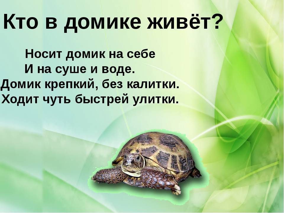 Кто быстрее: черепаха или улитка?