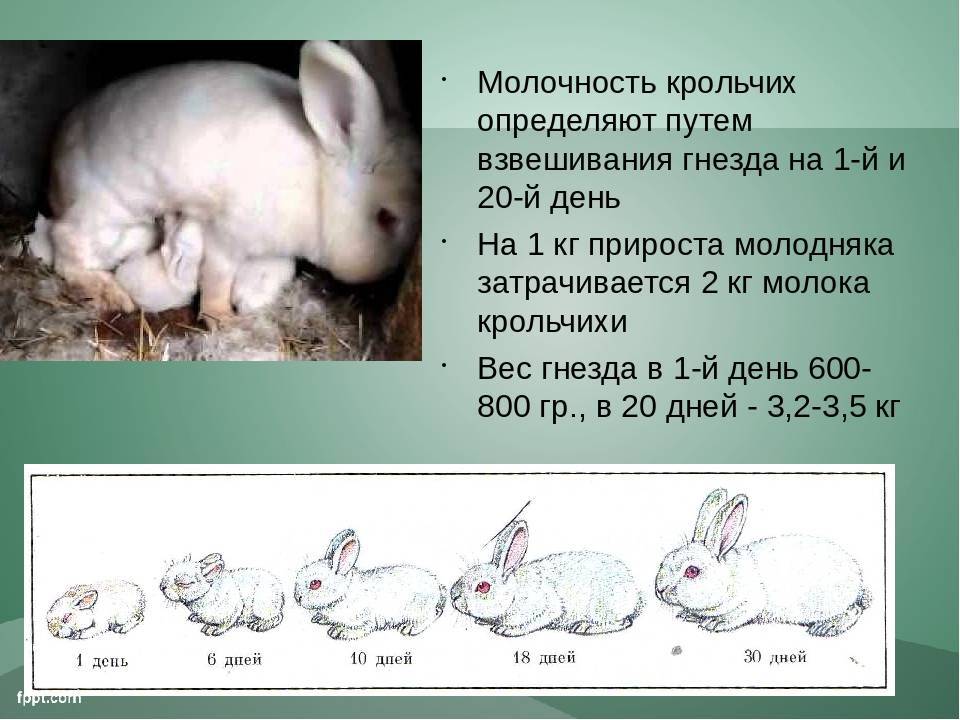 Беременность крольчихи – как распознать?