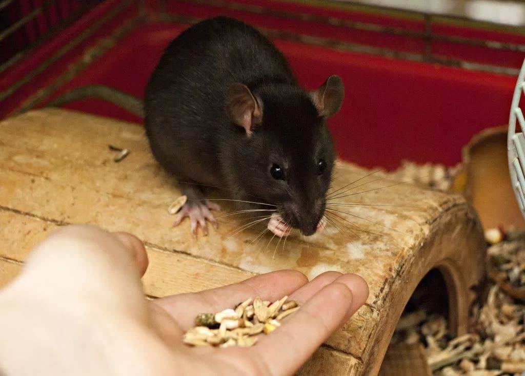 Что едят домашние крысы: рацион грызуна - люблю хомяков