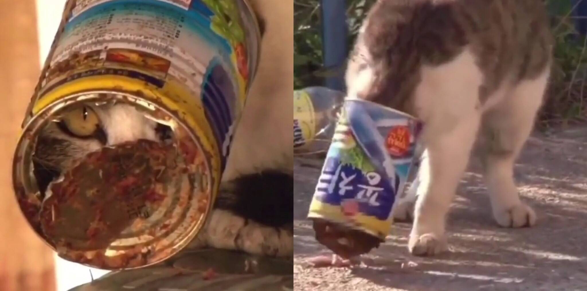Бездомный кот, съевший кусок полиэтиленового мусорного пакета, был спасен