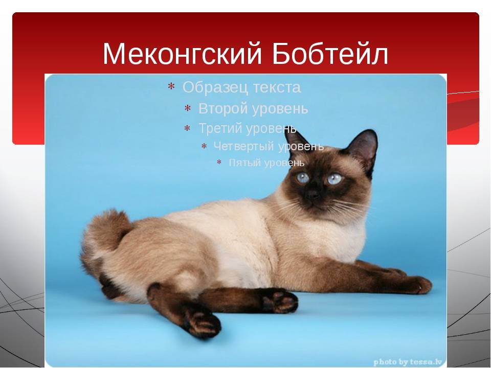 Рассмотрите фотографию кошки меконгский бобтейл. Меконгский (тайский) бобтейл. Меконгский бобтейл аллергенность. Меконгский бобтейл стандарты породы. Порода кошек Меконгский бобтейл.