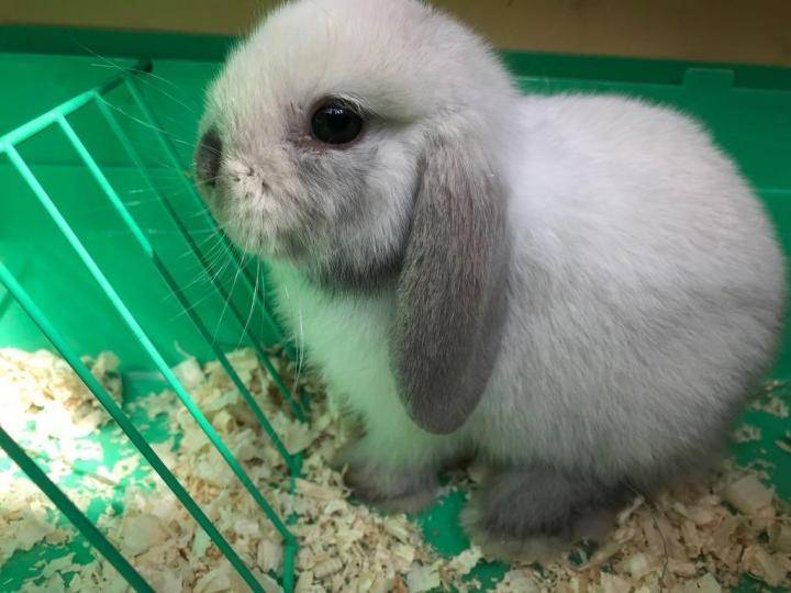 Сколько стоит декоративный кролик в зоомагазине: цена