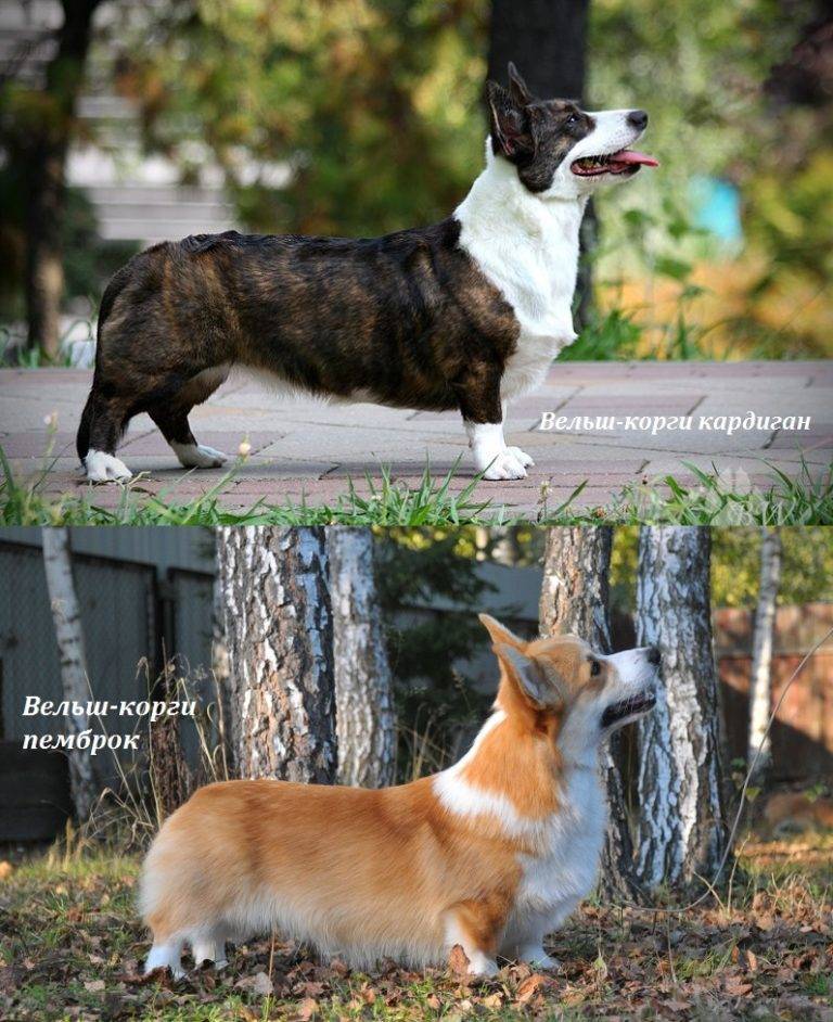 Вельш-корги кардиган и пемброк: отличия породы собак и как выглядят на фото, а также в каком контакте находятся с людьми