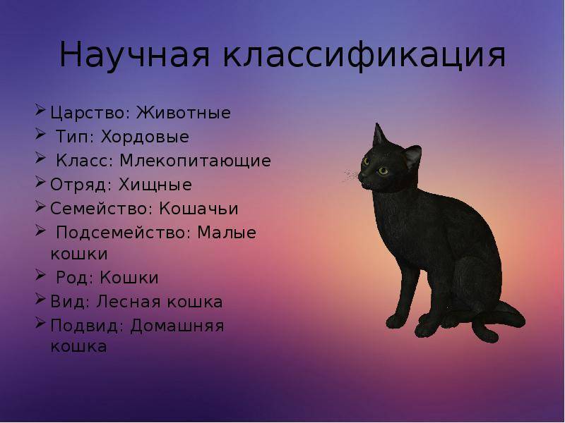 ᐉ как появились кошки? - ➡ motildazoo.ru