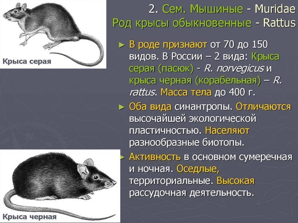 Презентация про крыс