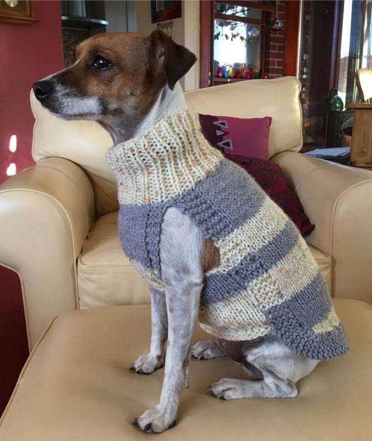 Как связать собаке свитер для начинающих спицами
