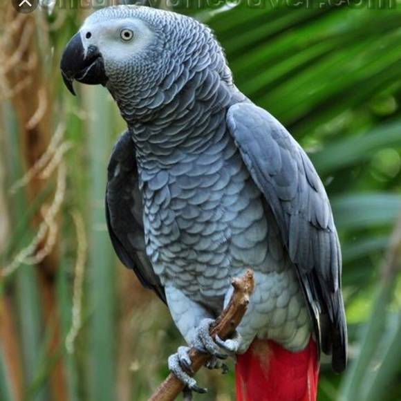 Попугай жако: описание, чем кормить, болезни, уход и содержание