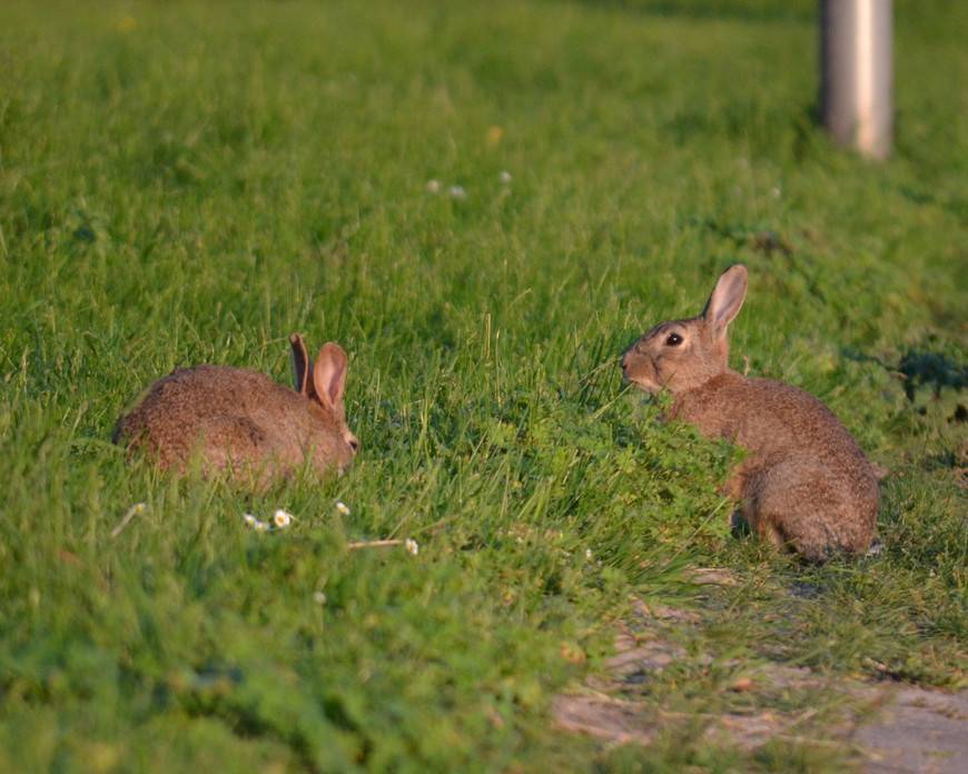 Вы когда-нибудь задумывались, где и как живут кролики в дикой природе?