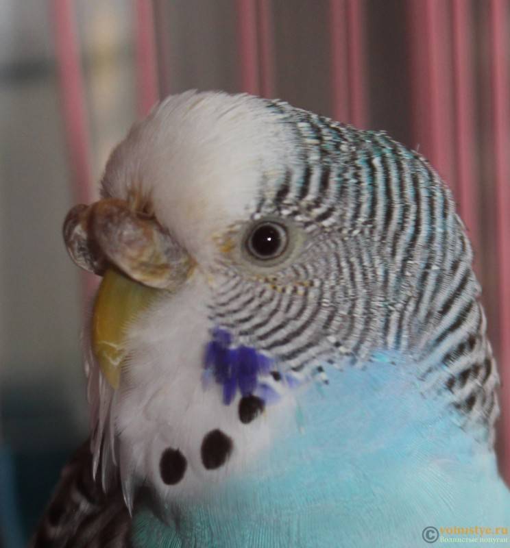 Почему у попугая наросты: на роговице, клюве, восковице, лапах, глазах